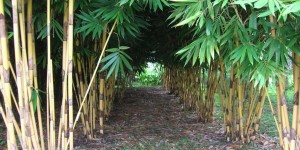 Paraíso del Bambú y la Guadua